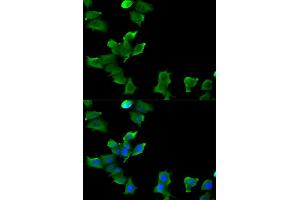 Immunofluorescence (IF) image for anti-Glutamate-Ammonia Ligase (GLUL) antibody (ABIN1876625)