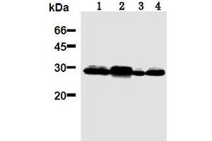 Western Blotting (WB) image for anti-14-3-3 Pan antibody (ABIN1105134) (14-3-3 Pan anticorps)