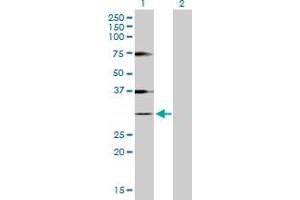 Western Blot analysis of HIST1H1A expression in transfected 293T cell line by HIST1H1A MaxPab polyclonal antibody. (Histone H1.1 anticorps  (AA 1-215))