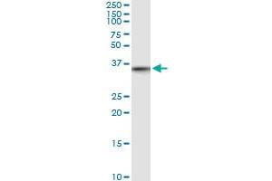 Immunoprecipitation of MLF1 transfected lysate using anti-MLF1 MaxPab rabbit polyclonal antibody and Protein A Magnetic Bead , and immunoblotted with MLF1 purified MaxPab mouse polyclonal antibody (B01P) .