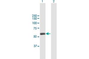 Western Blot analysis of TRIM45 expression in transfected 293T cell line by TRIM45 MaxPab polyclonal antibody. (TRIM45 anticorps  (AA 1-562))