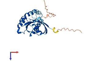 AlphaFold protein structure predicition of Human Recombinant RAB3B Protein, UniprotID P20337