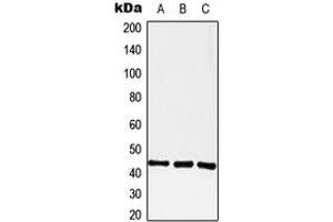 Western blot analysis of GPR182 expression in A549 (A), Raw264. (G Protein-Coupled Receptor 182 anticorps  (Center))