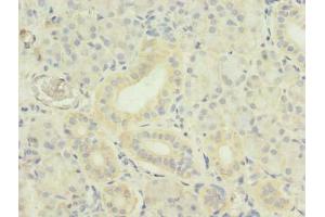 Immunohistochemistry of paraffin-embedded human pancreatic tissue using ABIN7173795 at dilution of 1:100