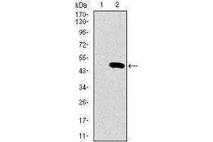 Western blot analysis using SPI1 mAb against HEK293 (1) and SPI1 (AA: 124-271)-hIgGFc transfected HEK293 (2) cell lysate.