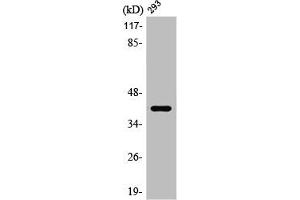 Western Blot analysis of HuvEc cells using PRPF18 Polyclonal Antibody (PRPF18 anticorps  (Internal Region))
