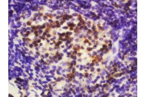 Formalin-fixed and paraffin embedded mouse spleen labeled with Anti-EDG6 Polyclonal Antibody, Unconjugated  at 1:200 followed by conjugation to the secondary antibody and DAB staining.