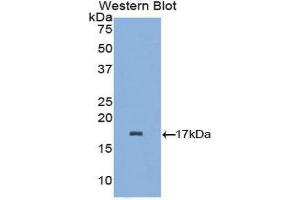 Western Blotting (WB) image for anti-Lactalbumin, alpha- (LALBA) (AA 24-141) antibody (ABIN1857956) (LALBA anticorps  (AA 24-141))