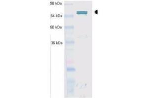 Anti-Hsc70 (Hsp73) Antibody - Western Blot.