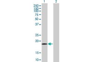 Western Blot analysis of DR1 expression in transfected 293T cell line by DR1 MaxPab polyclonal antibody. (DR1 anticorps  (AA 1-176))
