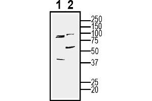 Western blot analysis of mouse  cell line lysate (lane 1) and -derived purified exosomes (lane 2)50 μg of cells and purified exosomes lysates were analyzed using Anti-CD63 (extracellular) Antibody (ABIN7581844), (1:200).