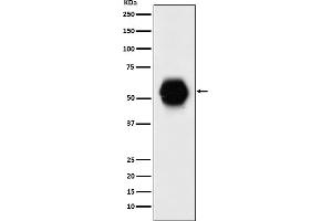 Western blot analysis of Gata 6 expression in human fetal heart lysate.