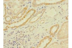 Immunohistochemistry of paraffin-embedded human kidney tissue using ABIN7158484 at dilution of 1:100 (LONRF1 anticorps  (AA 538-773))