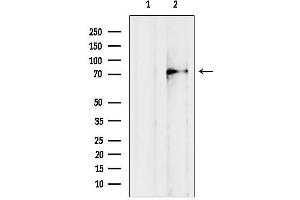 anti-Cylicin, Basic Protein of Sperm Head Cytoskeleton 1 (CYLC1) (Internal Region) antibody
