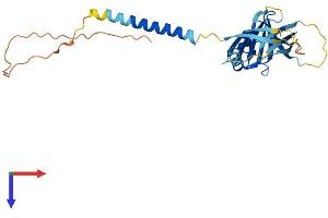 AlphaFold protein structure predicition of Mouse Recombinant Itm2b Protein, UniprotID O89051
