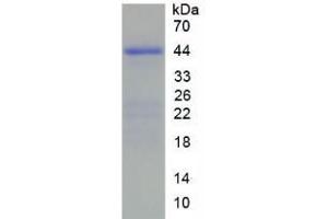 SDS-PAGE analysis of Human HIST2H2AC Protein. (HIST2H2AC Protéine)