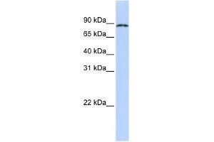 CPEB4 antibody used at 1 ug/ml to detect target protein. (CPEB4 anticorps  (N-Term))
