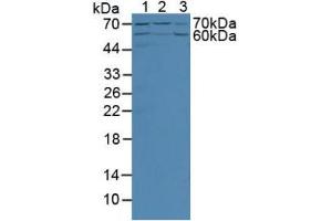 Figure. (Angiopoietin 2 anticorps  (AA 89-206))