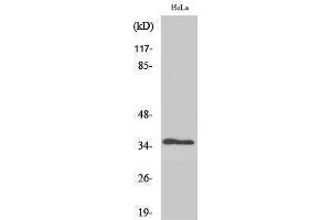 Western Blotting (WB) image for anti-Methionine Adenosyltransferase I, alpha (MAT1A) (Internal Region) antibody (ABIN3185475) (MAT1A anticorps  (Internal Region))