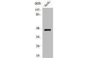 Western Blot analysis of HuvEc cells using BRS-3 Polyclonal Antibody (BRS3 anticorps  (Internal Region))