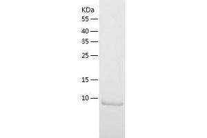Western Blotting (WB) image for Eukaryotic Translation Initiation Factor 1B (EIF1B) (AA 1-113) protein (His-IF2DI Tag) (ABIN7122837)