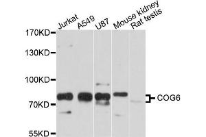 Western blot analysis of extract of various cells, using COG6 antibody. (COG6 anticorps)