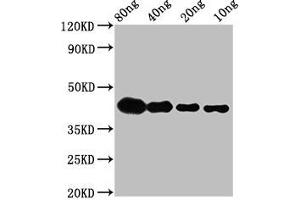 Western Blot Positive WB detected in Recombinant protein All lanes: lta antibody at 2. (LTA anticorps  (AA 116-203))