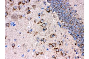 Anti- FE65 Picoband antibody, IHC(P) IHC(P): Rat Brain Tissue