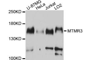 Western blot analysis of extracts of various cell lines, using MTMR3 antibody. (MTMR3 anticorps)