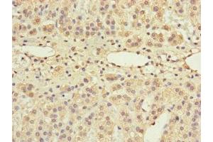 Immunohistochemistry of paraffin-embedded human adrenal gland tissue using ABIN7154562 at dilution of 1:100 (GRPEL1 anticorps  (AA 1-217))