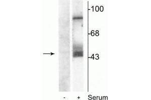 Western Blot of NIH 3T3 cell lysates showing specific immunolabeling of the ~45 kDa MEK 1/2 protein phosphorylated at Ser218 and Ser222. (MEK1/2 anticorps  (pSer218, pSer222))