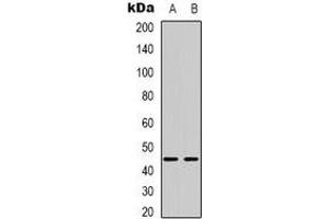 Western blot analysis of BTBD6 expression in HepG2 (A), MCF7 (B) whole cell lysates. (BTBD6 anticorps)