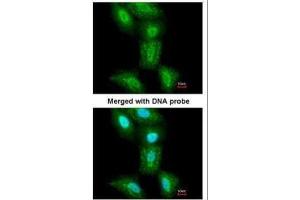 ICC/IF Image Immunofluorescence analysis of paraformaldehyde-fixed A549, using PSMC5, antibody at 1:200 dilution.