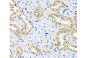 Immunohistochemistry of paraffin-embedded Rat kidney using BMP3 Polyclonal Antibody at dilution of 1:100 (40x lens). (BMP3 anticorps)