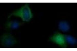 Image no. 1 for anti-RAS P21 Protein Activator (GTPase Activating Protein) 1 (RASA1) antibody (ABIN1500606) (RASA1 anticorps)