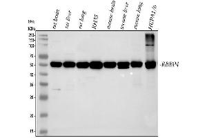 Western blot analysis of RbAp48 using anti-RbAp48 antibody (ABIN3043920). (Retinoblastoma Binding Protein 4 anticorps  (C-Term))