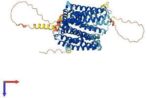 AlphaFold protein structure predicition of Human Recombinant SLC40A1 Protein, UniprotID Q9NP59