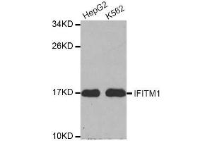 Western blot analysis of extracts of various cell lines, using IFITM1 antibody. (IFITM1 anticorps  (C-Term))