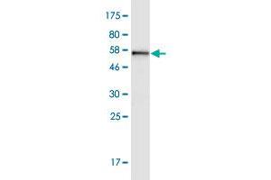 Western Blot detection against Immunogen (59.