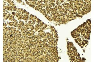 ABIN6274220 at 1/100 staining Mouse pancreas tissue by IHC-P. (TEAD1 anticorps  (Internal Region))