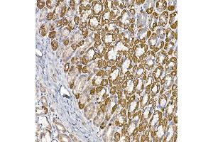 Immunohistochemistry of paraffin-embedded mouse stomach using S Rabbit mAb (ABIN7270501) at dilution of 1:250 (40x lens). (SAMM50 anticorps)