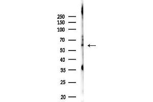 Western blot analysis of lysates from Mouse brain, using Phospho-NF-kB p65 (Thr254) Antibody at 1/1000 dilution.
