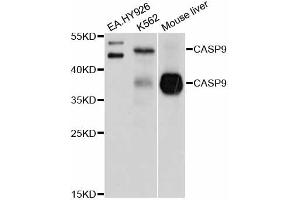 Western blot analysis of extracts of various cell lines, using CASP9 antibody (ABIN5995675) at 1/1000 dilution. (Caspase 9 anticorps)
