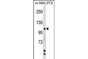 Mouse Sik2 Antibody (Center) (ABIN1538532 and ABIN2849054) western blot analysis in mouse NIH-3T3 cell line lysates (35 μg/lane). (SIK2 anticorps  (AA 606-633))