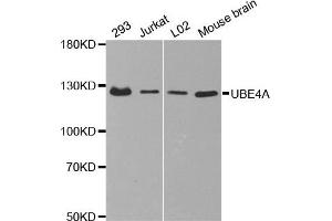 Western Blotting (WB) image for anti-Ubiquitination Factor E4A (UBE4A) antibody (ABIN1875476) (UBE4A anticorps)