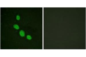 Immunofluorescence analysis of HeLa cells, using C/EBP-epsilon (Ab-74) Antibody. (CEBPE anticorps  (AA 40-89))