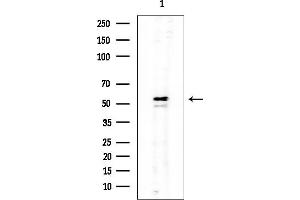 anti-Eukaryotic Translation Initiation Factor 5 (EIF5) (C-Term) antibody