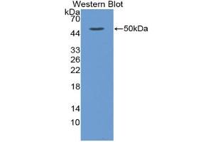 Western blot analysis of the recombinant protein. (IFNA8 anticorps  (AA 24-189))