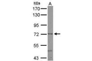 Image no. 2 for anti-Cerebral Endothelial Cell Adhesion Molecule (CERCAM) (AA 14-234) antibody (ABIN1501882) (CERCAM anticorps  (AA 14-234))