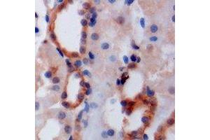 Immunohistochemical analysis of PIST staining in mouse kidney formalin fixed paraffin embedded tissue section.